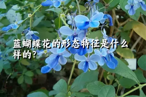 蓝蝴蝶花的形态特征是什么样的？