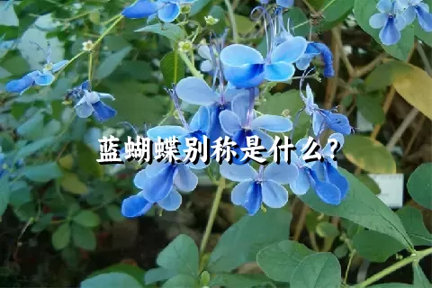 蓝蝴蝶别称是什么？