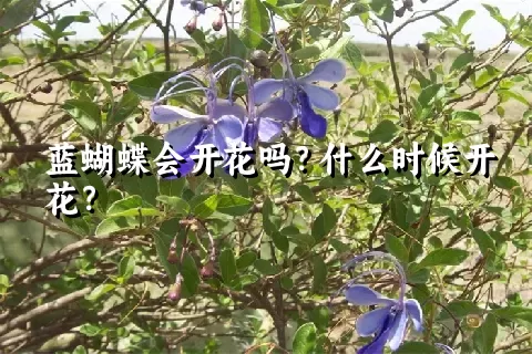 蓝蝴蝶会开花吗？什么时候开花？