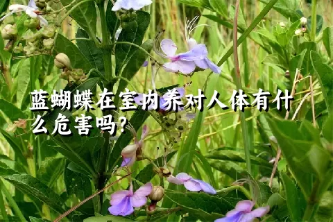 蓝蝴蝶在室内养对人体有什么危害吗？