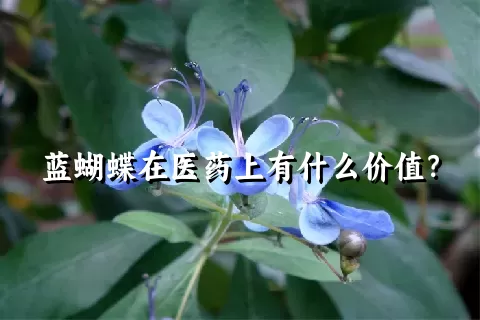 蓝蝴蝶在医药上有什么价值？