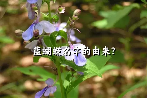 蓝蝴蝶名字的由来？