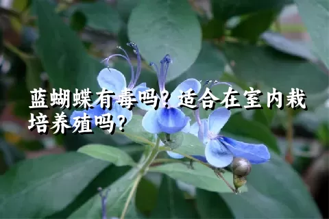 蓝蝴蝶有毒吗？适合在室内栽培养殖吗？