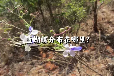 蓝蝴蝶分布在哪里?