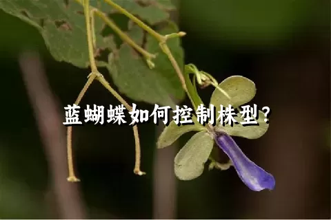 蓝蝴蝶如何控制株型？