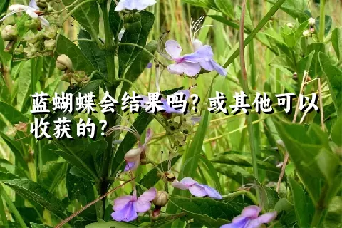 蓝蝴蝶会结果吗？或其他可以收获的？