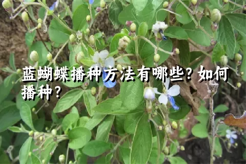 蓝蝴蝶播种方法有哪些？如何播种？