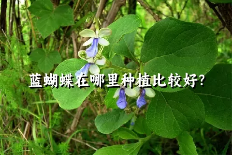 蓝蝴蝶在哪里种植比较好？