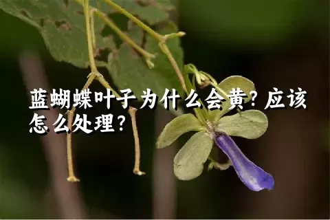 蓝蝴蝶叶子为什么会黄？应该怎么处理？