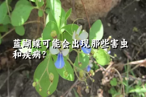 蓝蝴蝶可能会出现那些害虫和疾病？