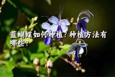 蓝蝴蝶如何种植？种植方法有哪些？