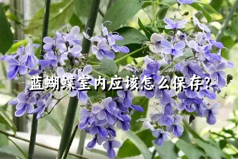 蓝蝴蝶室内应该怎么保存？