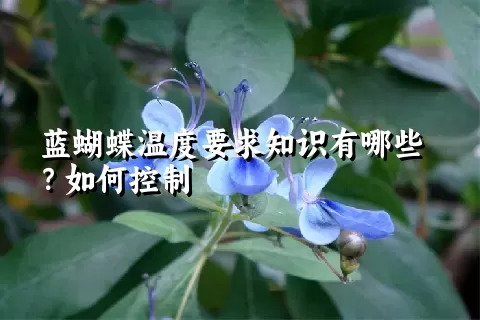 蓝蝴蝶温度要求知识有哪些？如何控制