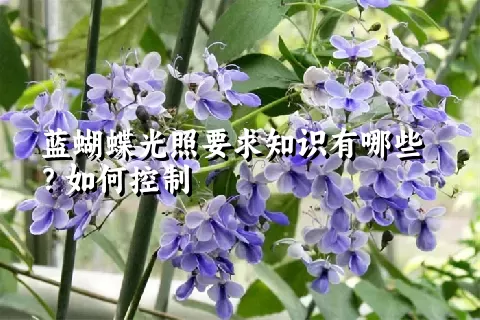 蓝蝴蝶光照要求知识有哪些？如何控制