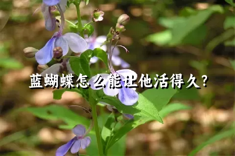 蓝蝴蝶怎么能让他活得久？