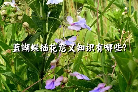 蓝蝴蝶插花意义知识有哪些？