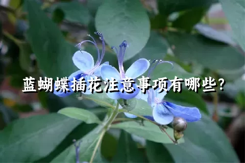 蓝蝴蝶插花注意事项有哪些？