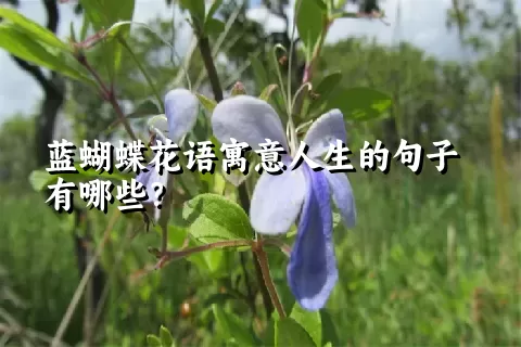 蓝蝴蝶花语寓意人生的句子有哪些？