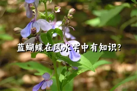 蓝蝴蝶在风水学中有知识？