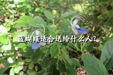 蓝蝴蝶适合送给什么人？