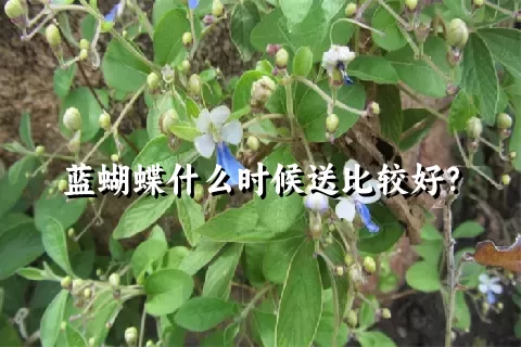 蓝蝴蝶什么时候送比较好？