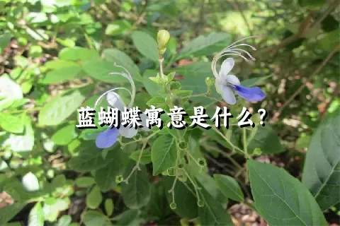 蓝蝴蝶寓意是什么？