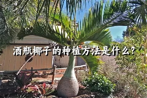 酒瓶椰子的种植方法是什么？