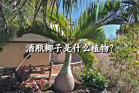 酒瓶椰子是什么植物？