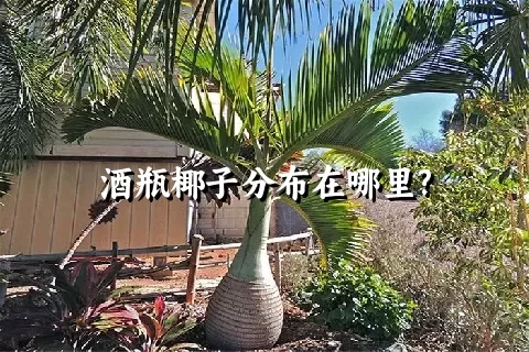 酒瓶椰子分布在哪里?