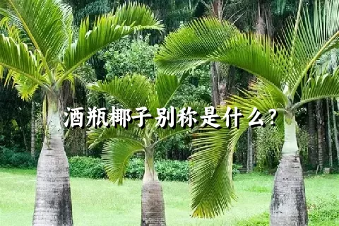 酒瓶椰子别称是什么？