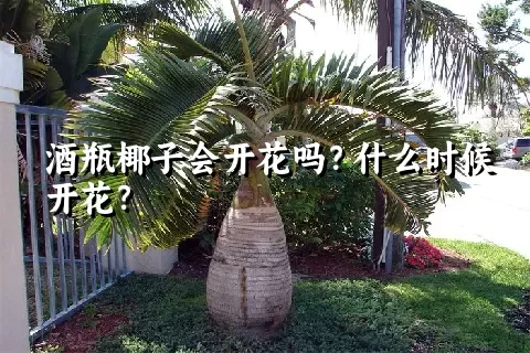 酒瓶椰子会开花吗？什么时候开花？