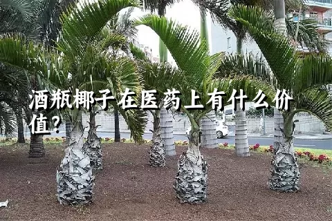 酒瓶椰子在医药上有什么价值？