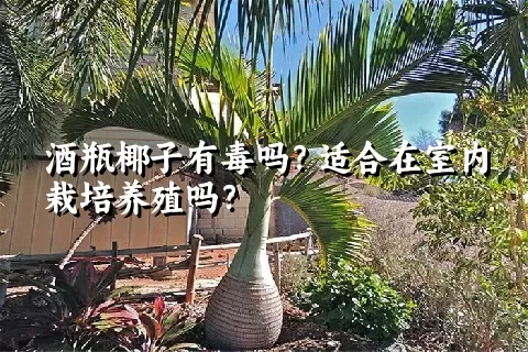 酒瓶椰子有毒吗？适合在室内栽培养殖吗？