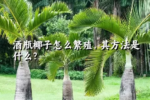 酒瓶椰子怎么繁殖，其方法是什么？