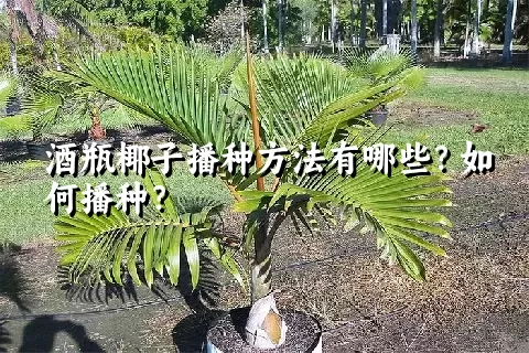 酒瓶椰子播种方法有哪些？如何播种？