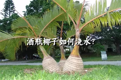 酒瓶椰子如何浇水？