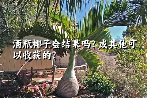 酒瓶椰子会结果吗？或其他可以收获的？