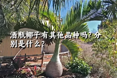 酒瓶椰子有其他品种吗？分别是什么？