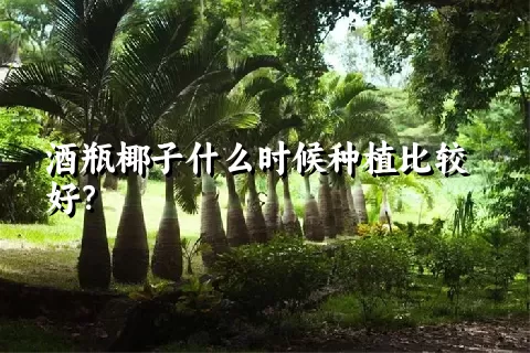 酒瓶椰子什么时候种植比较好？