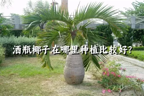 酒瓶椰子在哪里种植比较好？