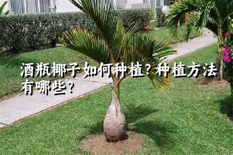 酒瓶椰子如何种植？种植方法有哪些？