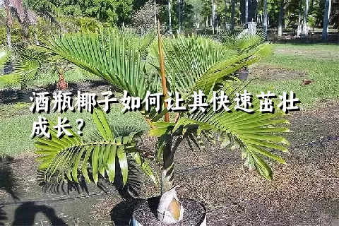 酒瓶椰子如何让其快速茁壮成长？