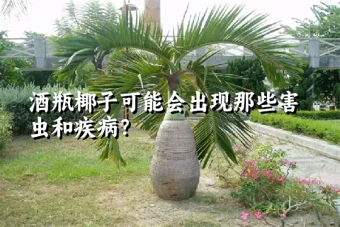 酒瓶椰子可能会出现那些害虫和疾病？