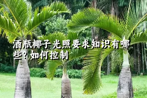 酒瓶椰子光照要求知识有哪些？如何控制