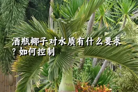 酒瓶椰子对水质有什么要求？如何控制