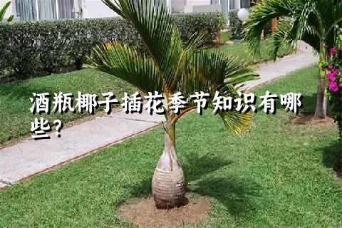 酒瓶椰子插花季节知识有哪些？