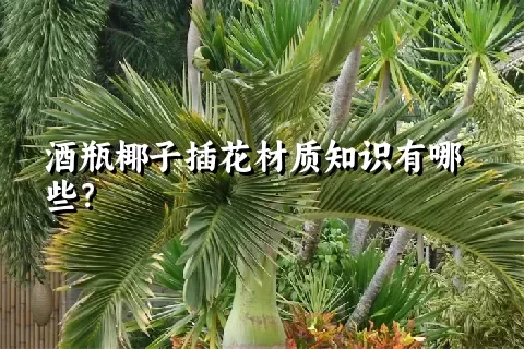 酒瓶椰子插花材质知识有哪些？