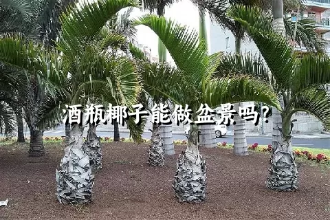 酒瓶椰子能做盆景吗？