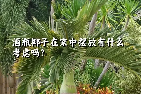 酒瓶椰子在家中摆放有什么考虑吗？