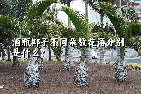 酒瓶椰子不同朵数花语分别是什么？